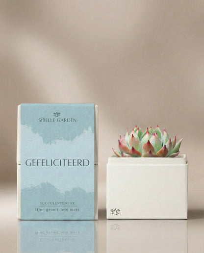 Calma Garden